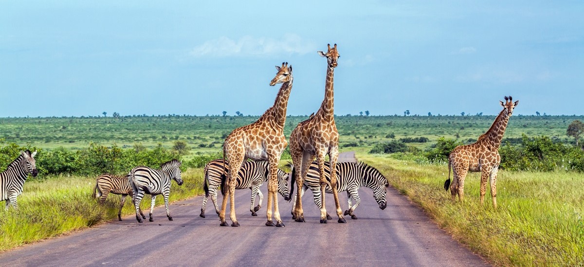Giraffes and zebras on a South African safari