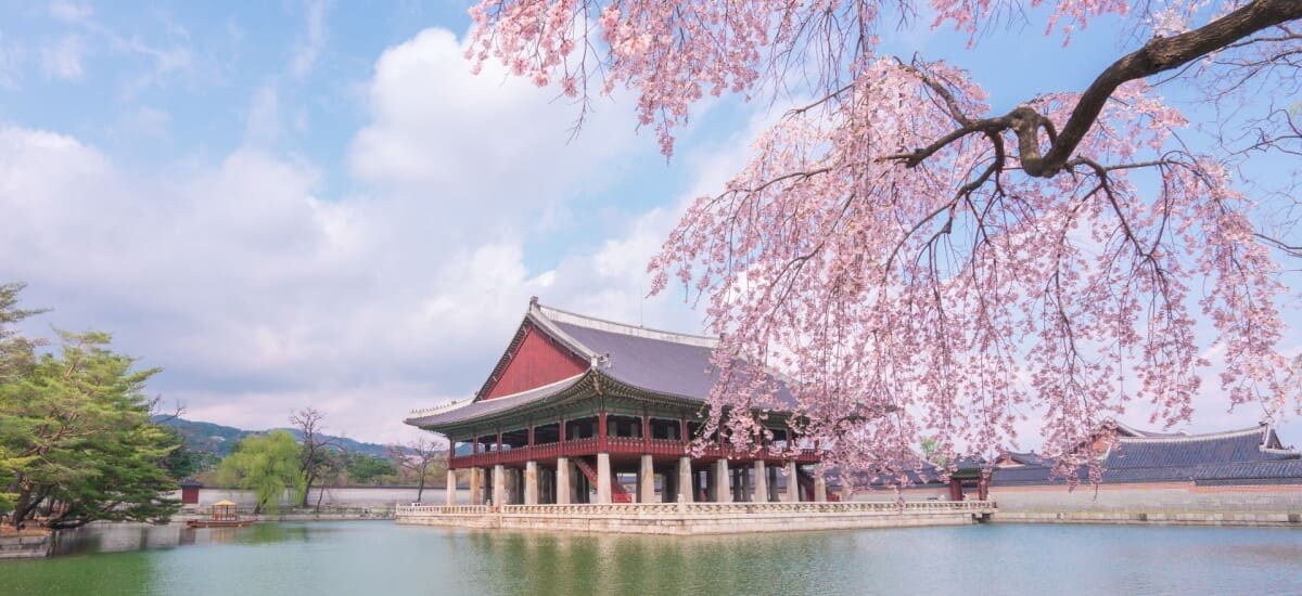 Ein koreanischer Tempel mit Graben und Kirschblüten