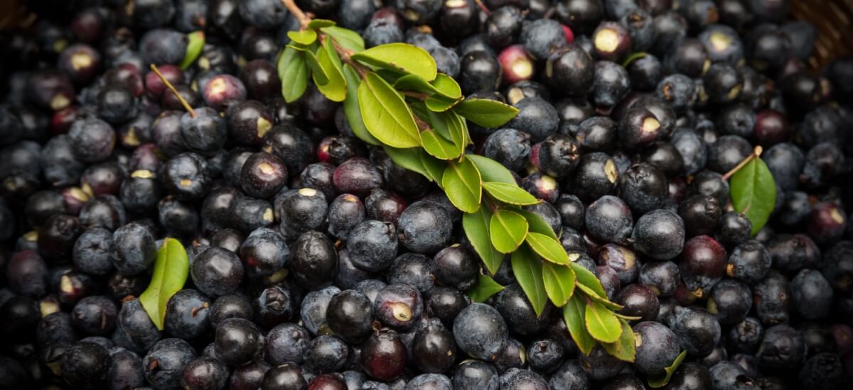 mirtusz-keszitmenyek