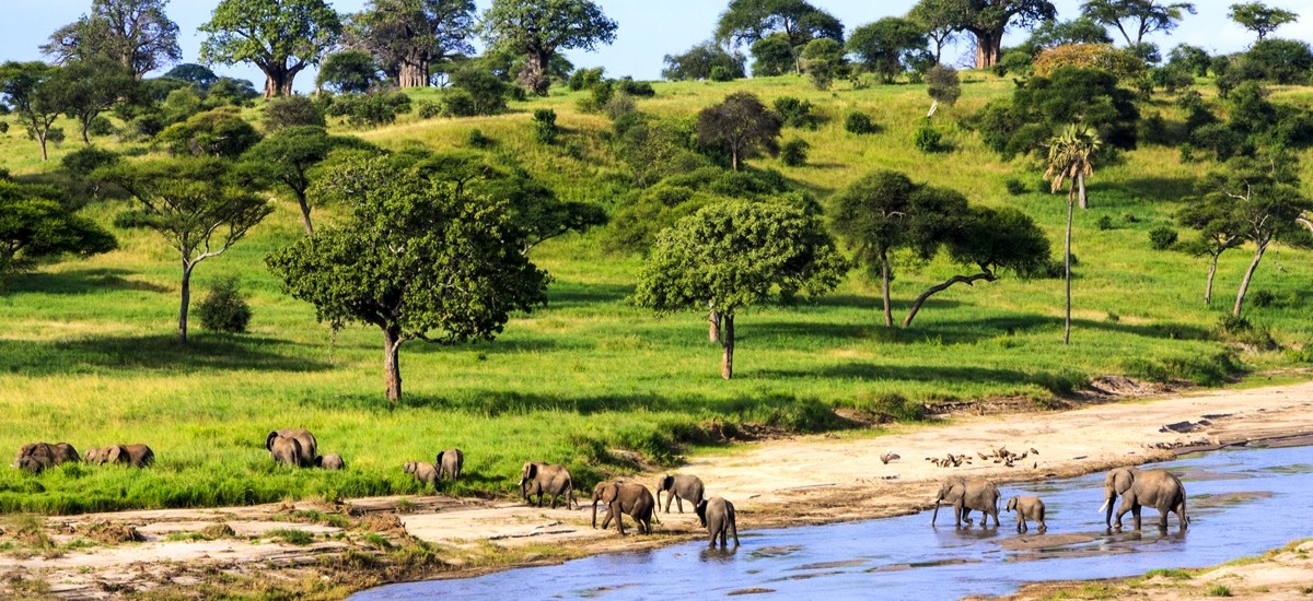 Elephants crossing river at Serengeti National Park, Tanzania