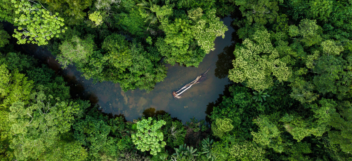 the-amazon-rainforest