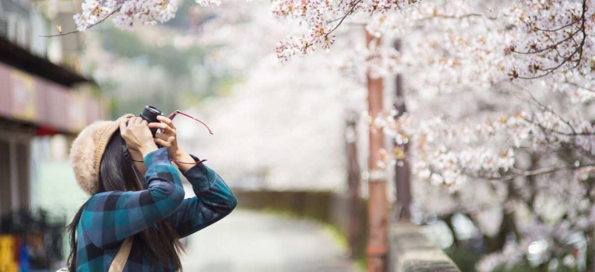 Eine Touristin macht Fotos von Kirschblüten in Japen