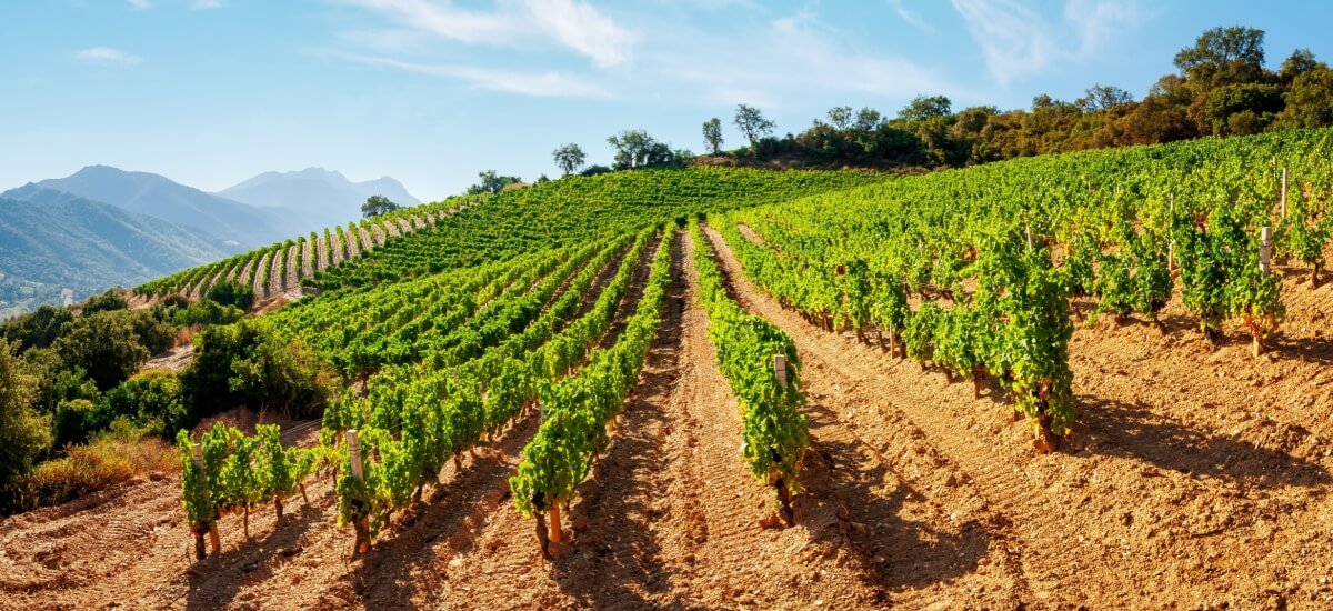 szardiniai-boraszatok