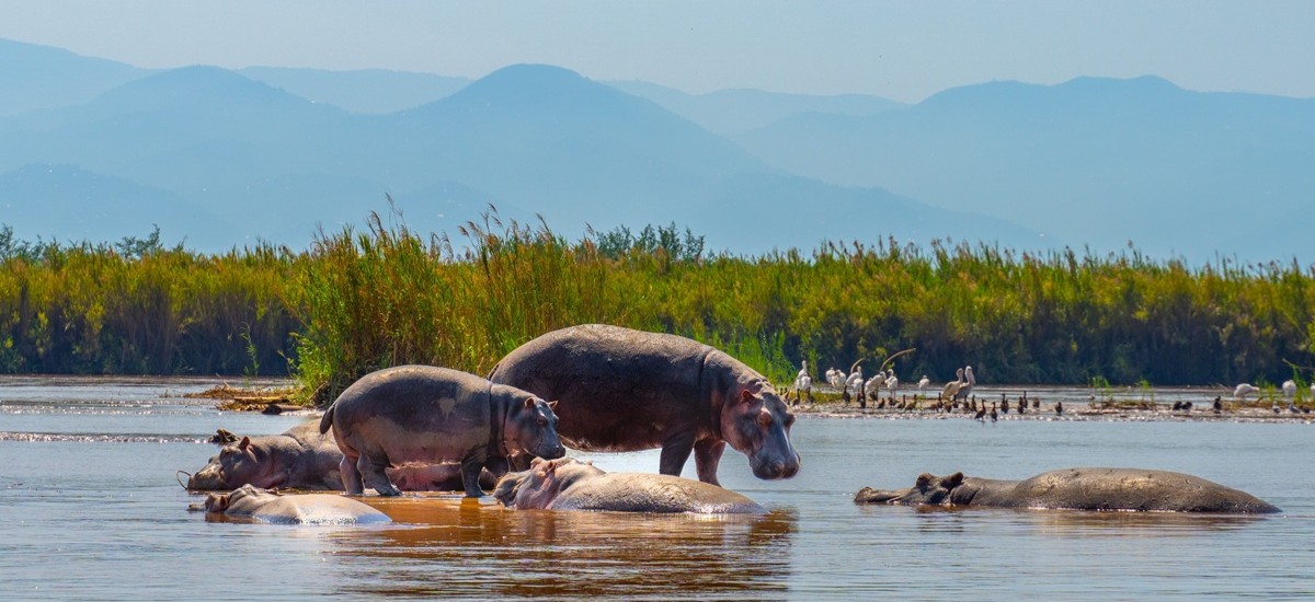 hippos in a Burundi nature reserve