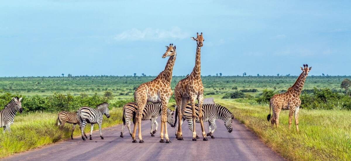 Giraffen und Zebras überqueren eine Strasse im Krüger Nationalpark
