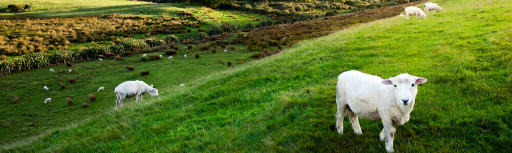 uj-zelandi-eleted-elkezdese