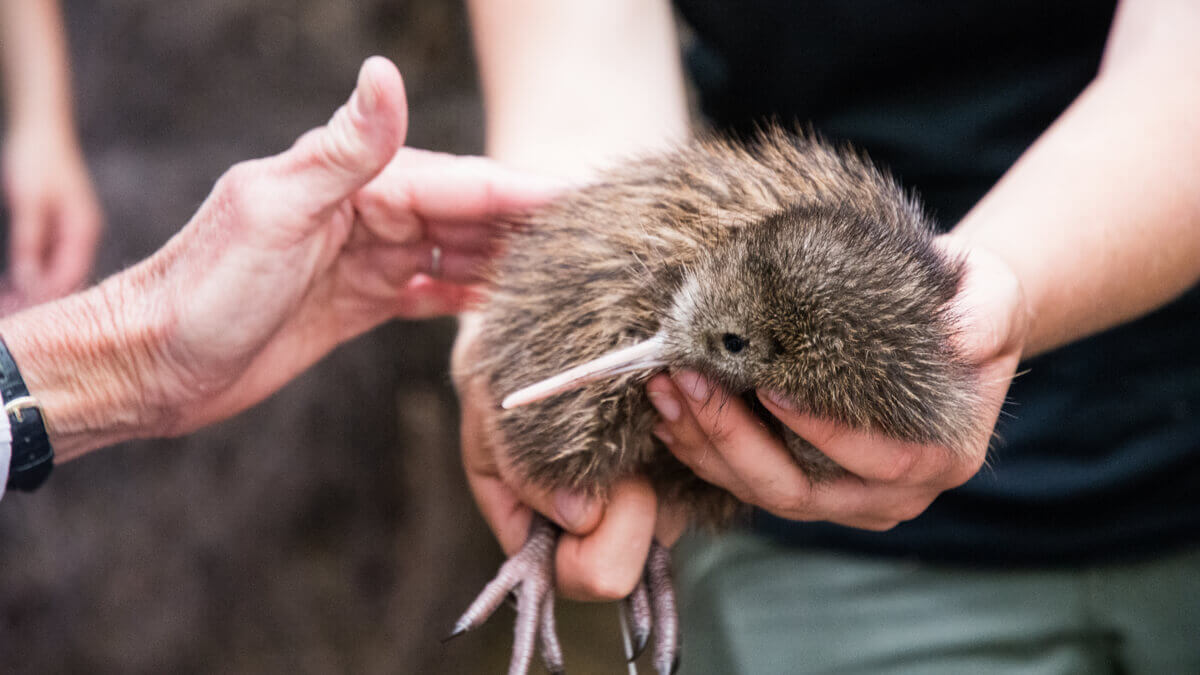 Kiwi