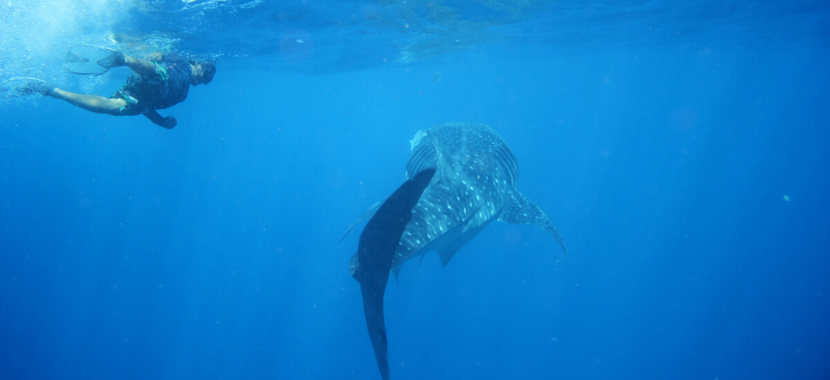 snorkel-tour